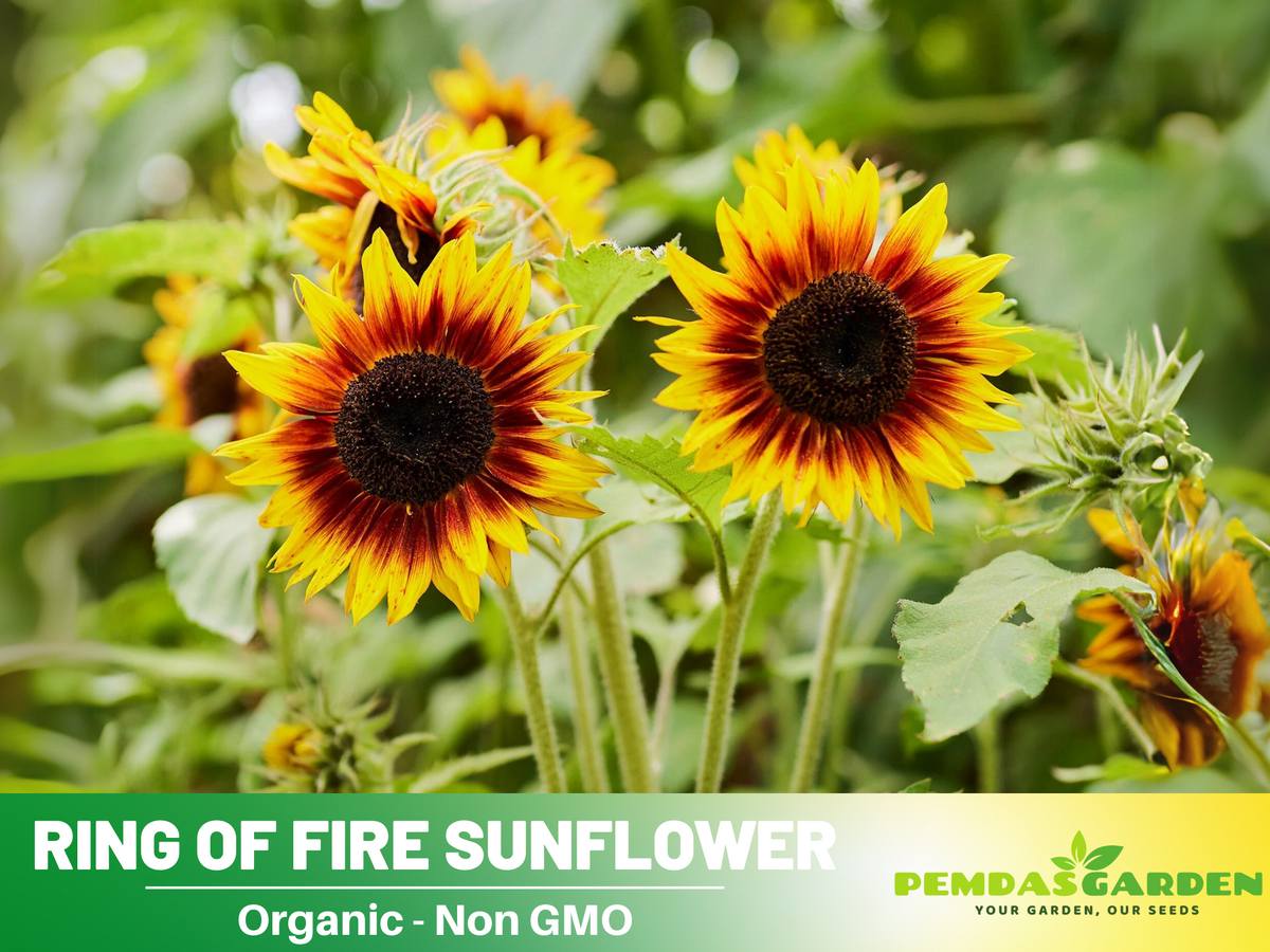 25+ Seeds| Ring of Fire Sunflower Seed #E017