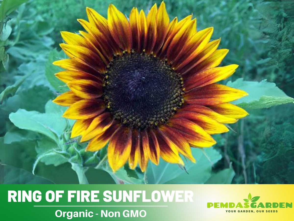 25+ Seeds| Ring of Fire Sunflower Seed #E017