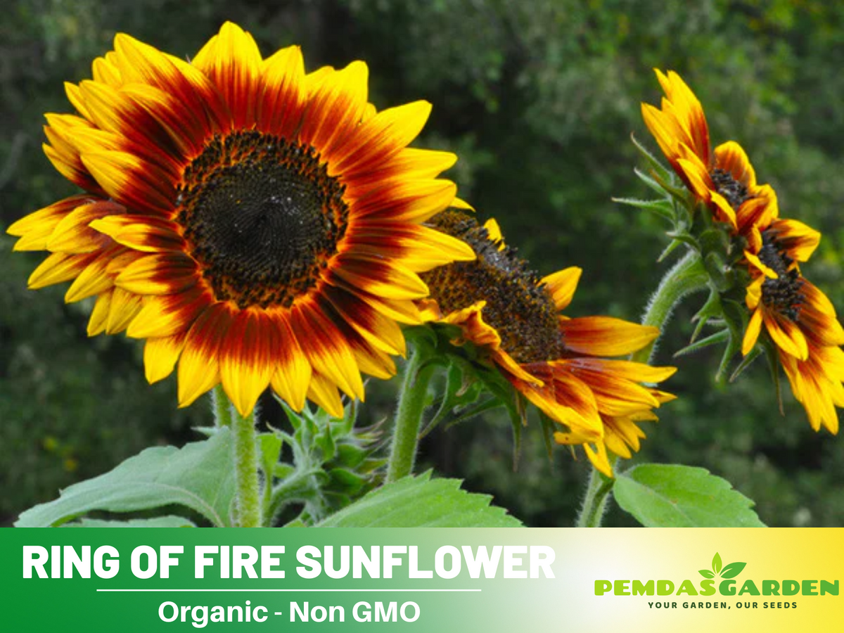 25+ Seeds| Ring of Fire Sunflower Seed #E017