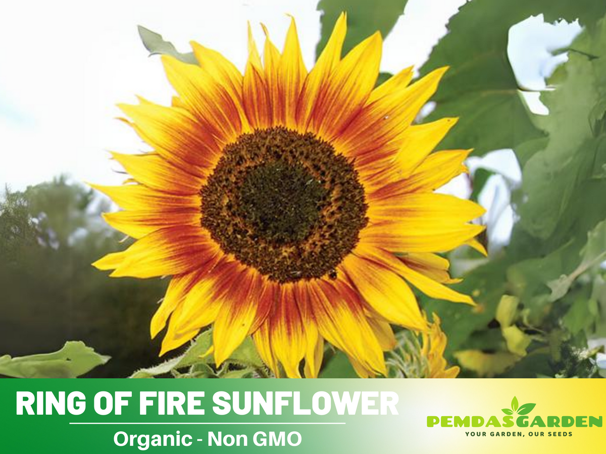 25+ Seeds| Ring of Fire Sunflower Seed #E017