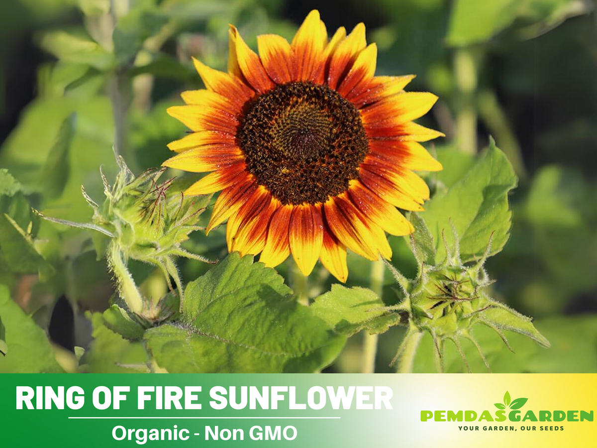 25+ Seeds| Ring of Fire Sunflower Seed #E017