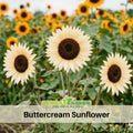 25+ Seeds| Buttercream Sunflower Seeds - Helianthus Tall Giant and Dwarf Varieties for Garden Pollinator Friendly Easy to Grow, Fast growing, Attracts bees & butterflies #E018
