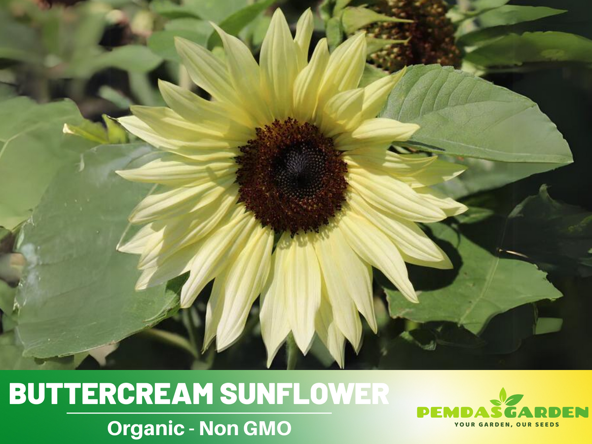 25+ Seeds| Buttercream Sunflower Seed #E018