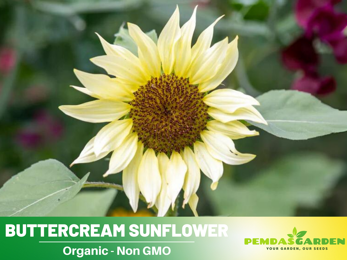 25+ Seeds| Buttercream Sunflower Seed #E018