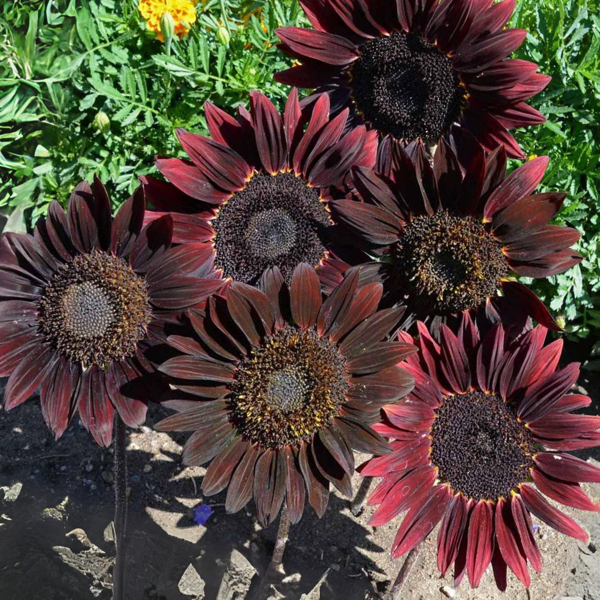 Chocolate Sunflower Seeds - Attracts Bees & Butterflies, 25+ seeds