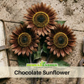 25+ Seeds-Chocolate Sunflower Seeds - Helianthus Tall Giant and Dwarf Varieties for Garden Pollinator Friendly Easy to Grow, Fast growing, Attracts bees & butterflies #E019