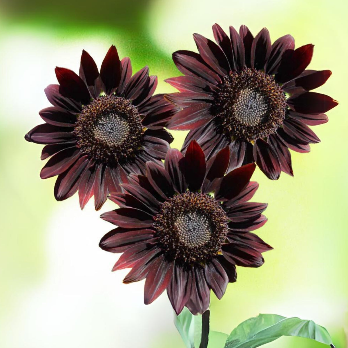 Chocolate Sunflower Seeds - Attracts Bees & Butterflies, 25+ seeds