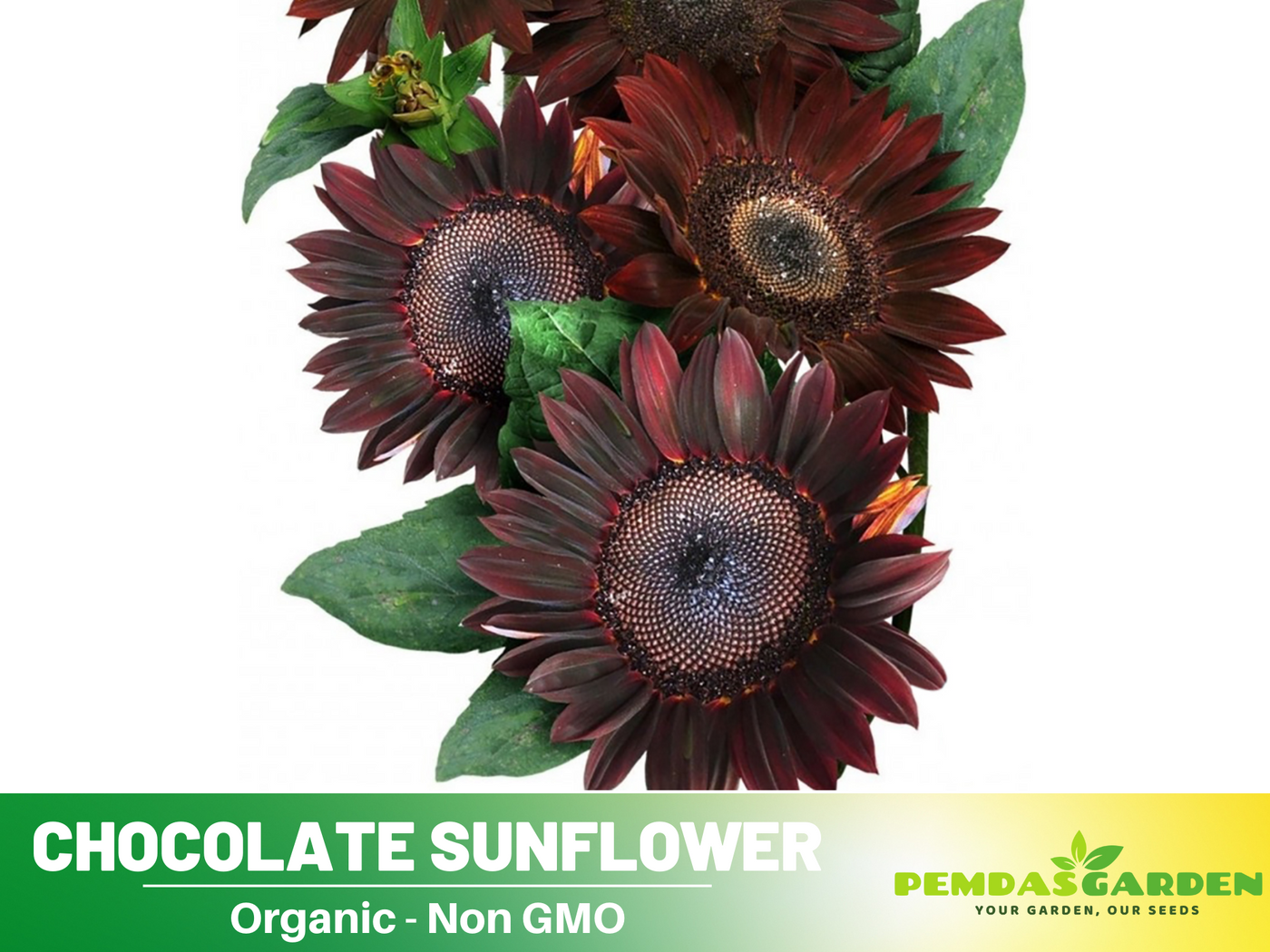 chocolate sunflower seeds to plant 25+ Seeds-Chocolate Sunflower Seeds