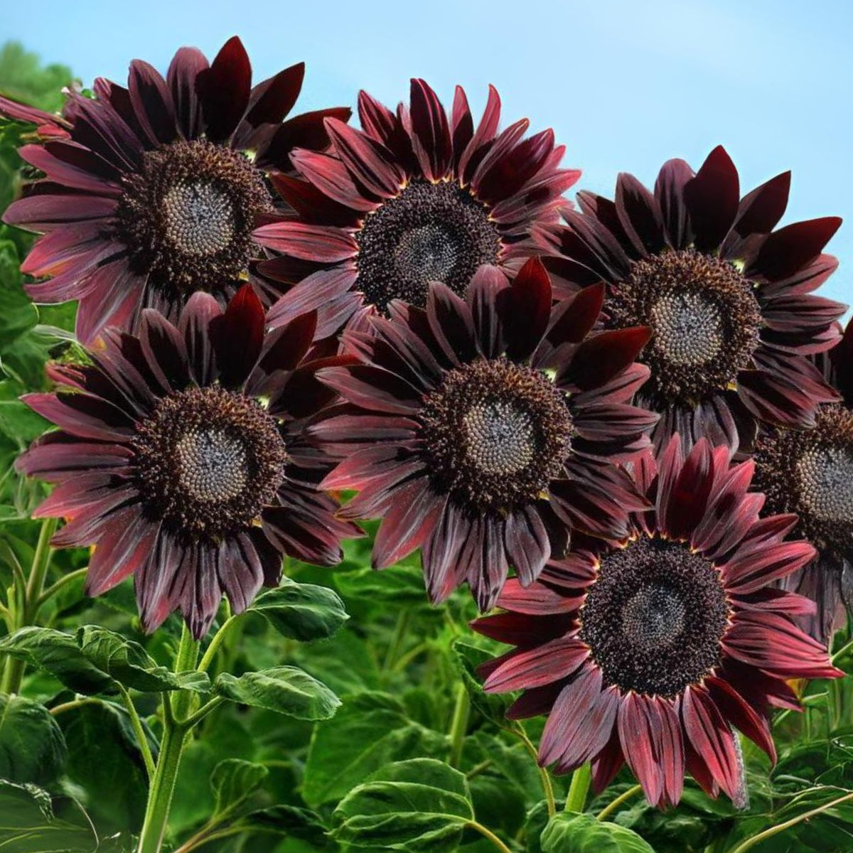Chocolate Sunflower Seeds - Attracts Bees & Butterflies, 25+ seeds