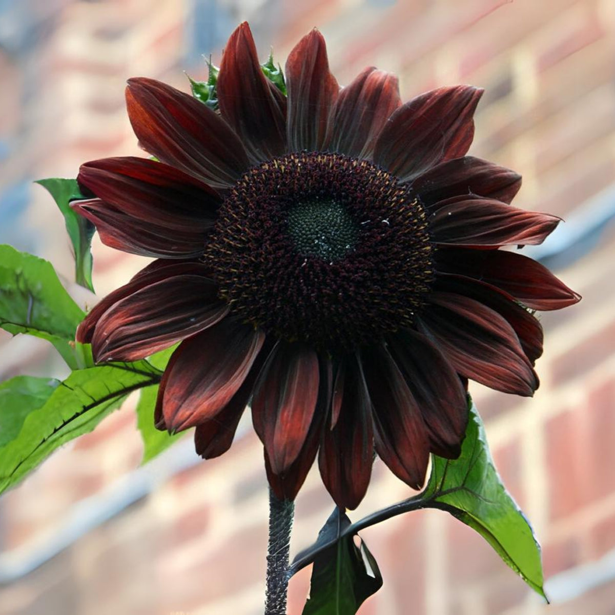 Chocolate Sunflower Seeds - Attracts Bees & Butterflies, 25+ seeds