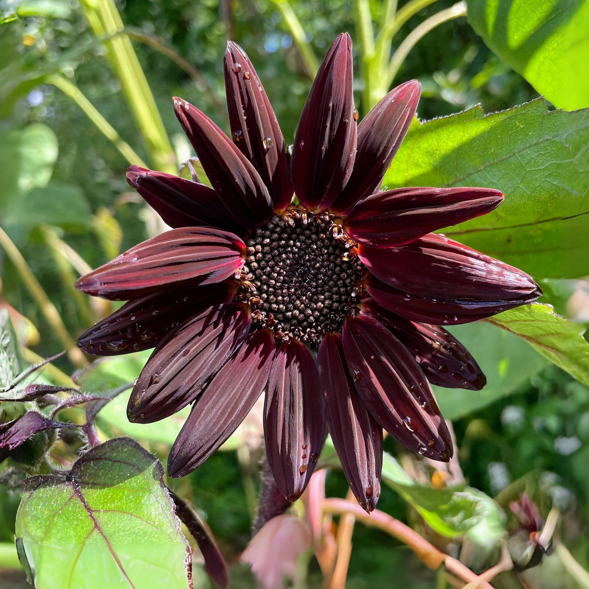 Chocolate Sunflower Seeds - Attracts Bees & Butterflies, 25+ seeds