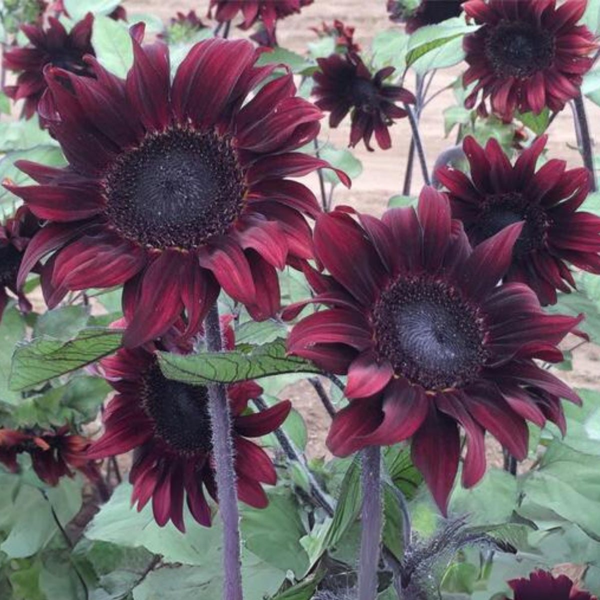 Chocolate Sunflower Seeds - Attracts Bees & Butterflies, 25+ seeds