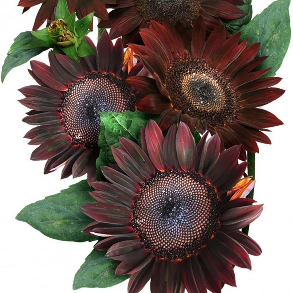 Chocolate Sunflower Seeds - Attracts Bees & Butterflies, 25+ seeds