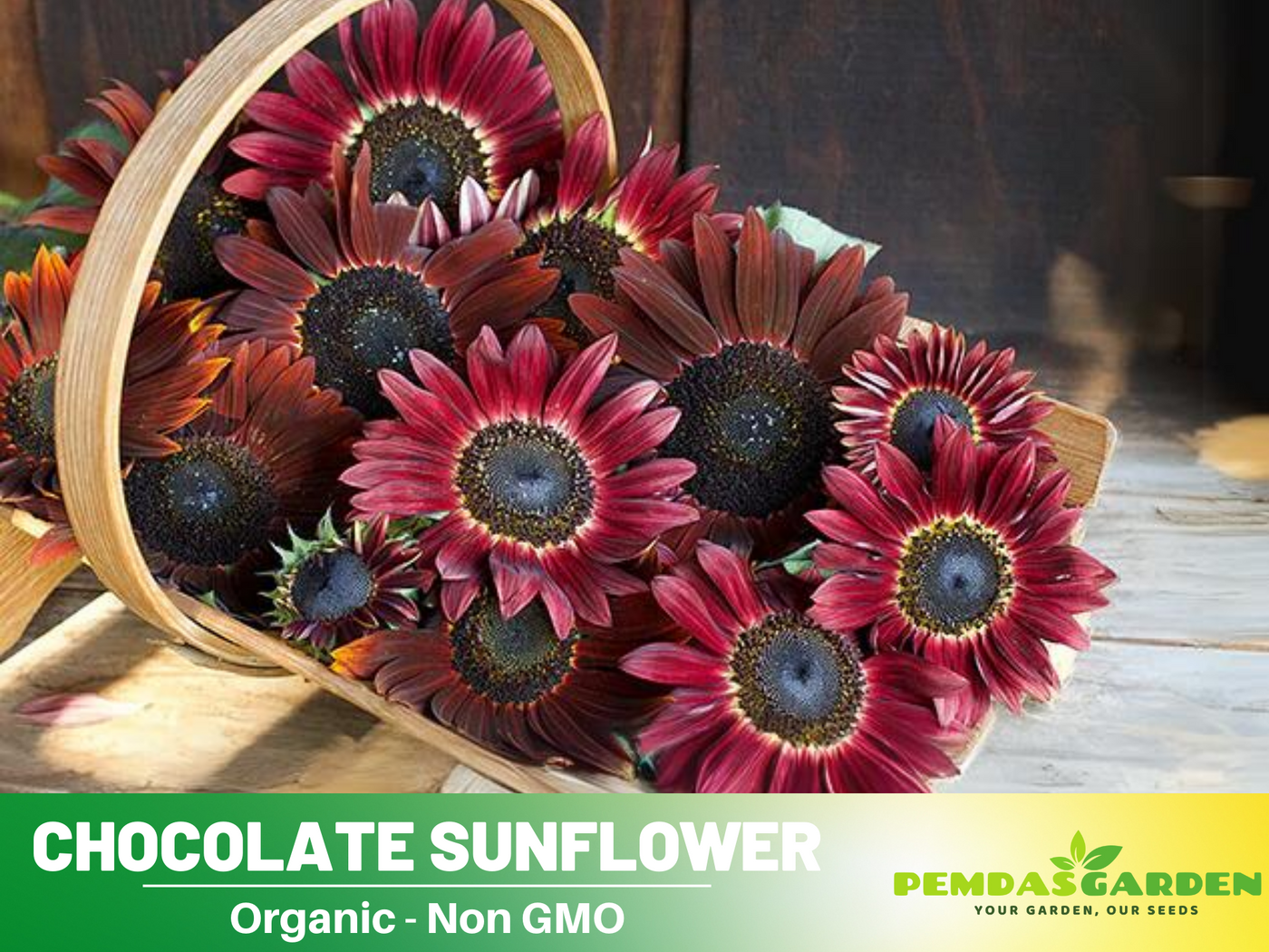 chocolate flower seeds 25+ Seeds-Chocolate Sunflower Seeds