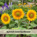 25+ Seeds| Sunrich Gold Sunflower Seeds - Helianthus Tall Giant and Dwarf Varieties for Garden Pollinator Friendly Easy to Grow, Fast growing, Attracts bees & butterflies #E020