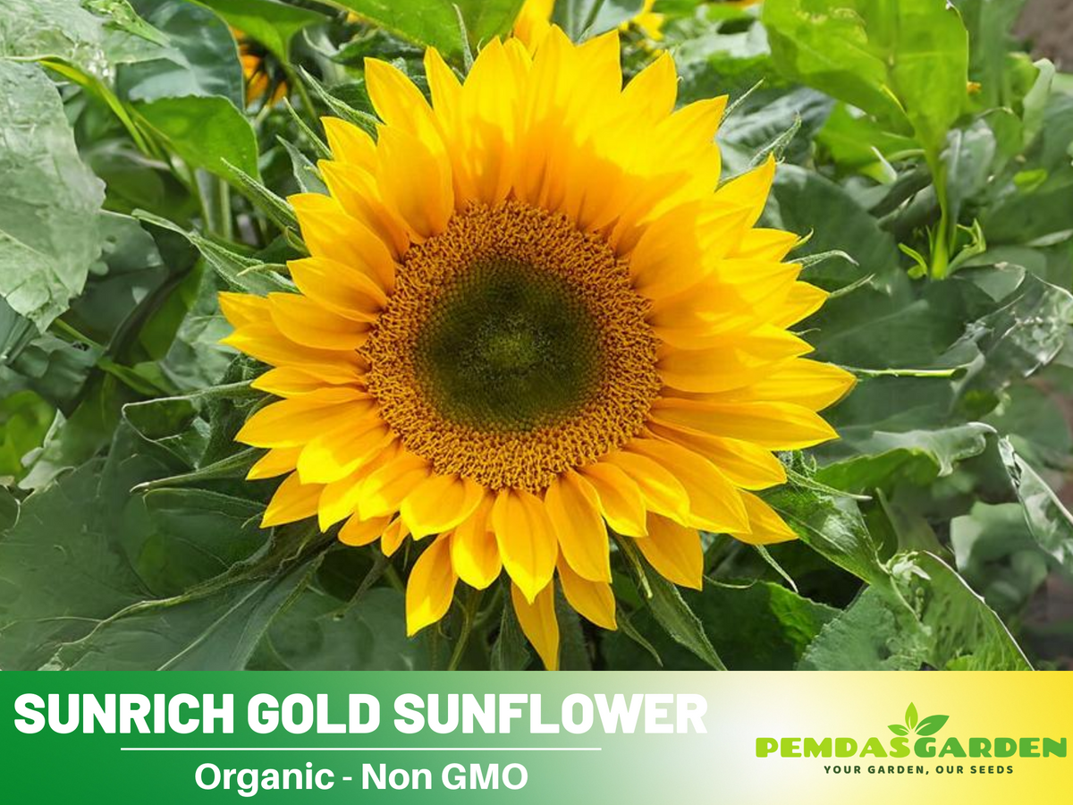 25+ Seeds| Sunrich Gold Sunflower Seed #E020