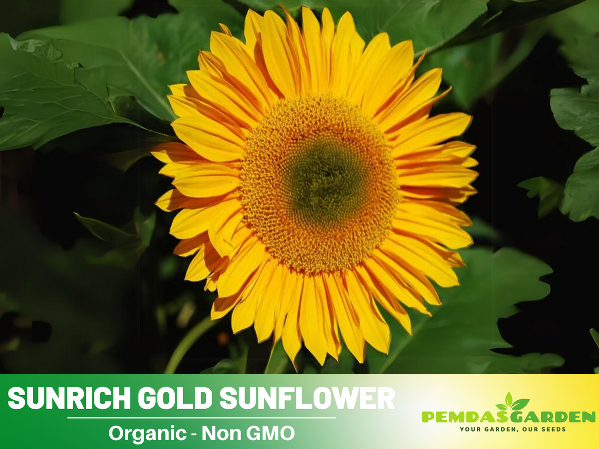 25+ Seeds| Sunrich Gold Sunflower Seed #E020