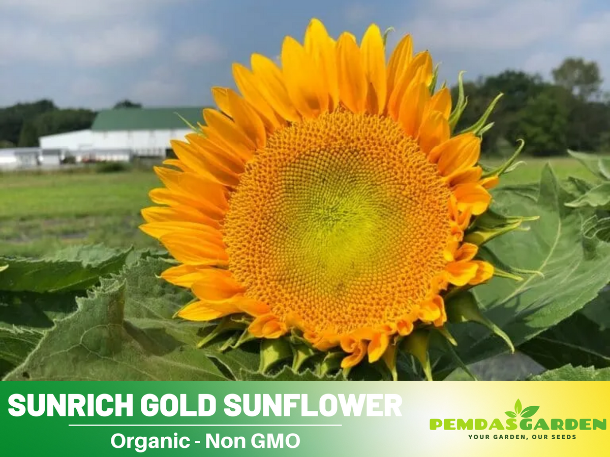 25+ Seeds| Sunrich Gold Sunflower Seed #E020