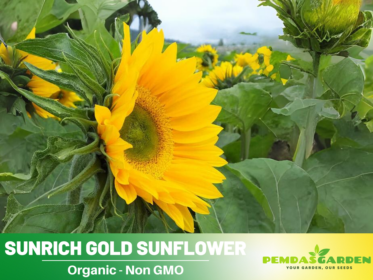 25+ Seeds| Sunrich Gold Sunflower Seed #E020