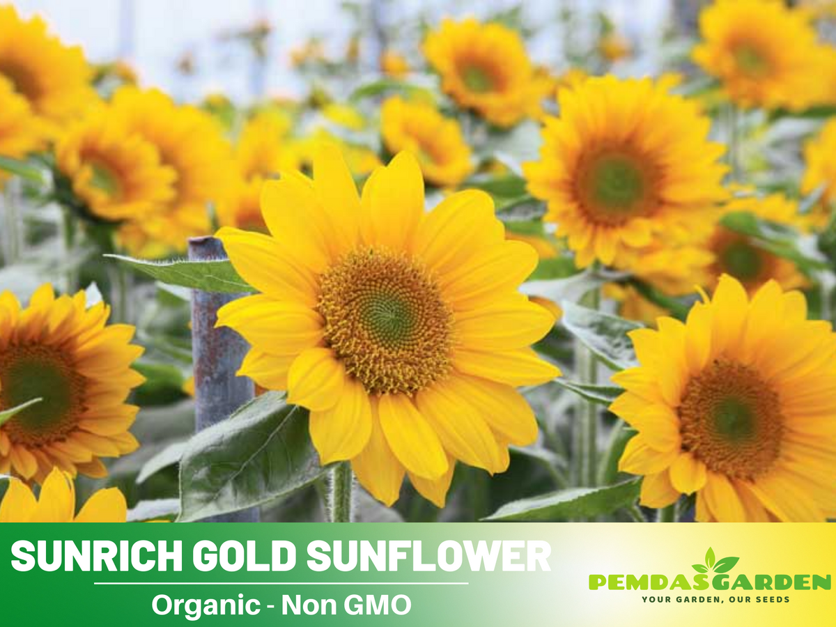 25+ Seeds| Sunrich Gold Sunflower Seed #E020