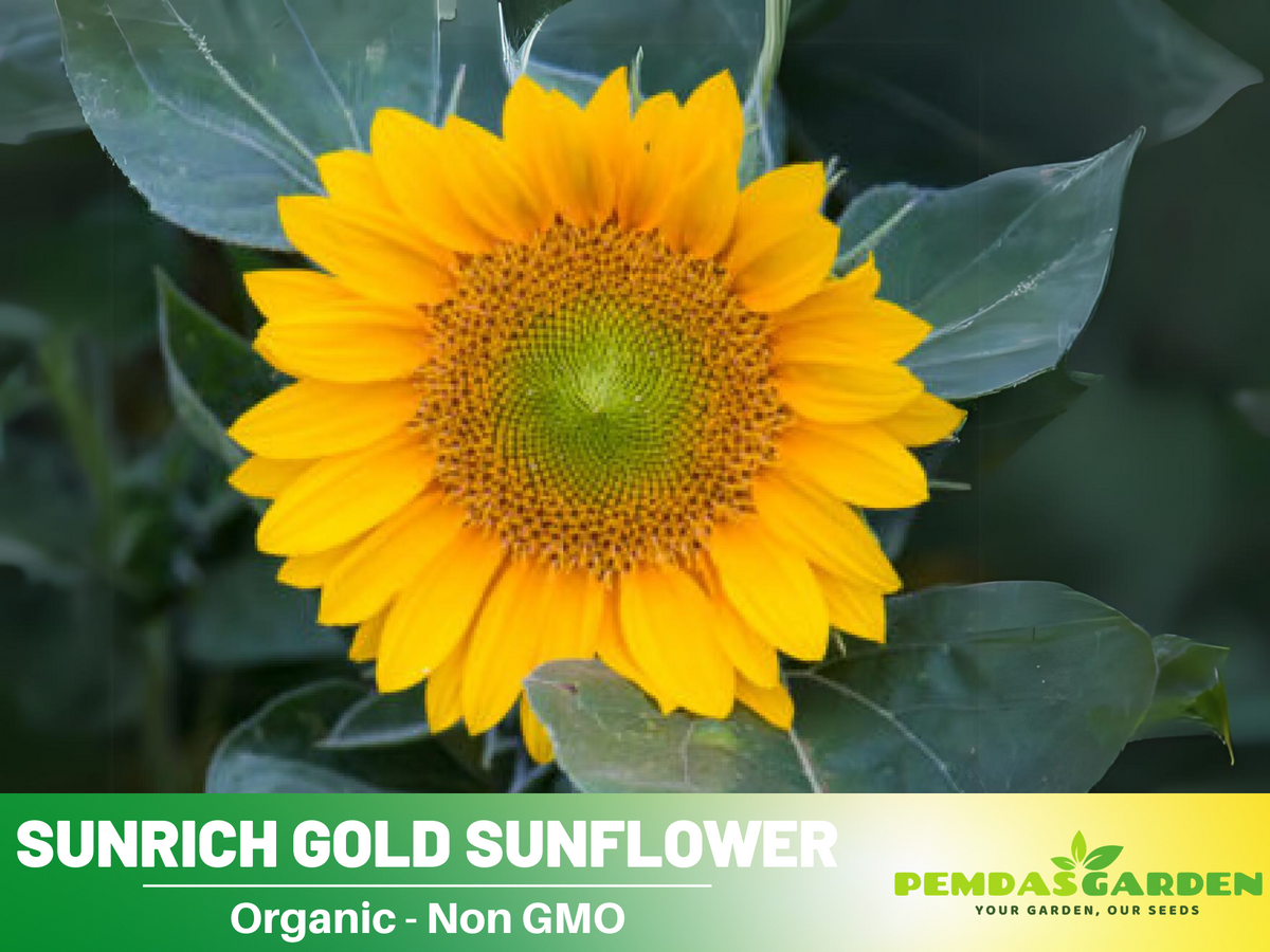 25+ Seeds| Sunrich Gold Sunflower Seed #E020