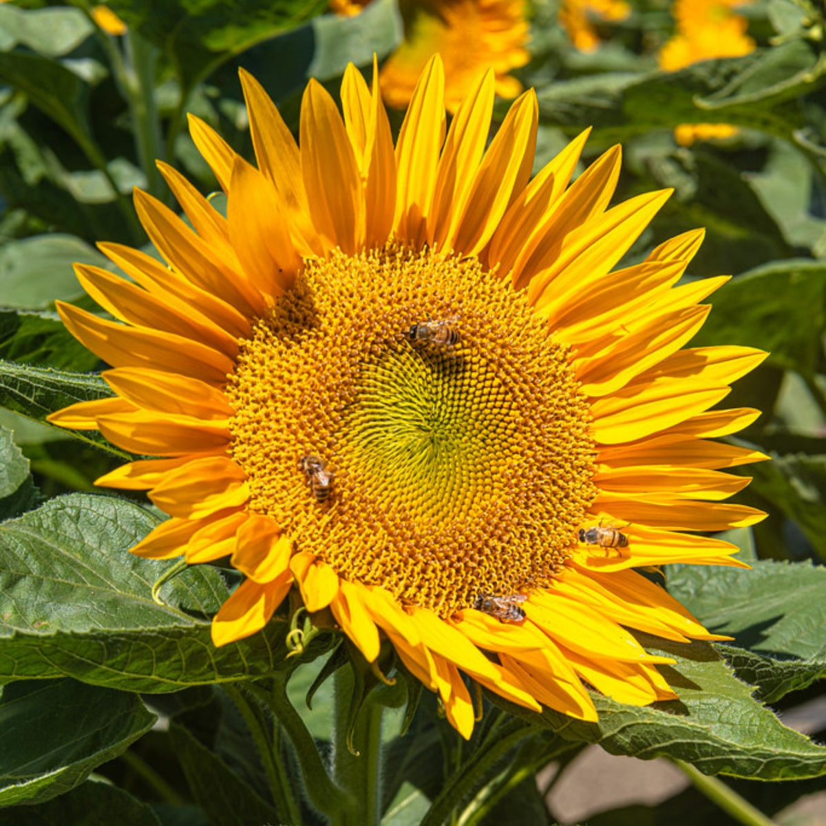 Sunrich Gold Sunflower Seeds - Attracts Bees & Butterflies, 25+ seeds