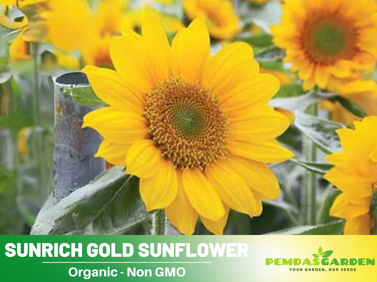 25+ Seeds| Sunrich Gold Sunflower Seed #E020