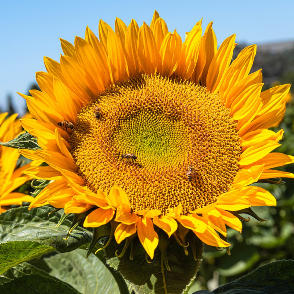 Sunrich Gold Sunflower Seeds - Attracts Bees & Butterflies, 25+ seeds