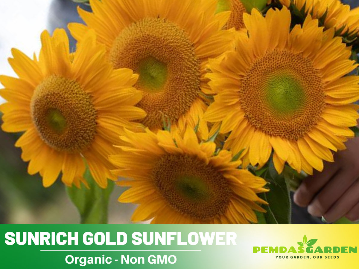 25+ Seeds| Sunrich Gold Sunflower Seed #E020