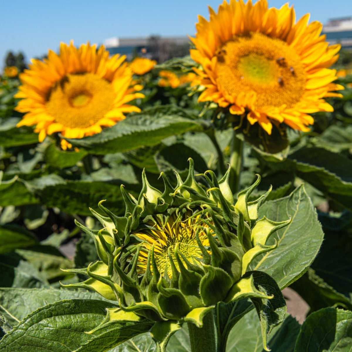 Sunrich Gold Sunflower Seeds - Attracts Bees & Butterflies, 25+ seeds