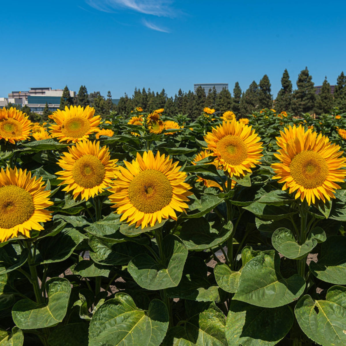 Sunrich Gold Sunflower Seeds - Attracts Bees & Butterflies, 25+ seeds