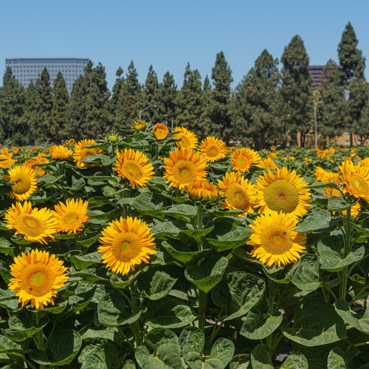 Sunrich Gold Sunflower Seeds - Attracts Bees & Butterflies, 25+ seeds