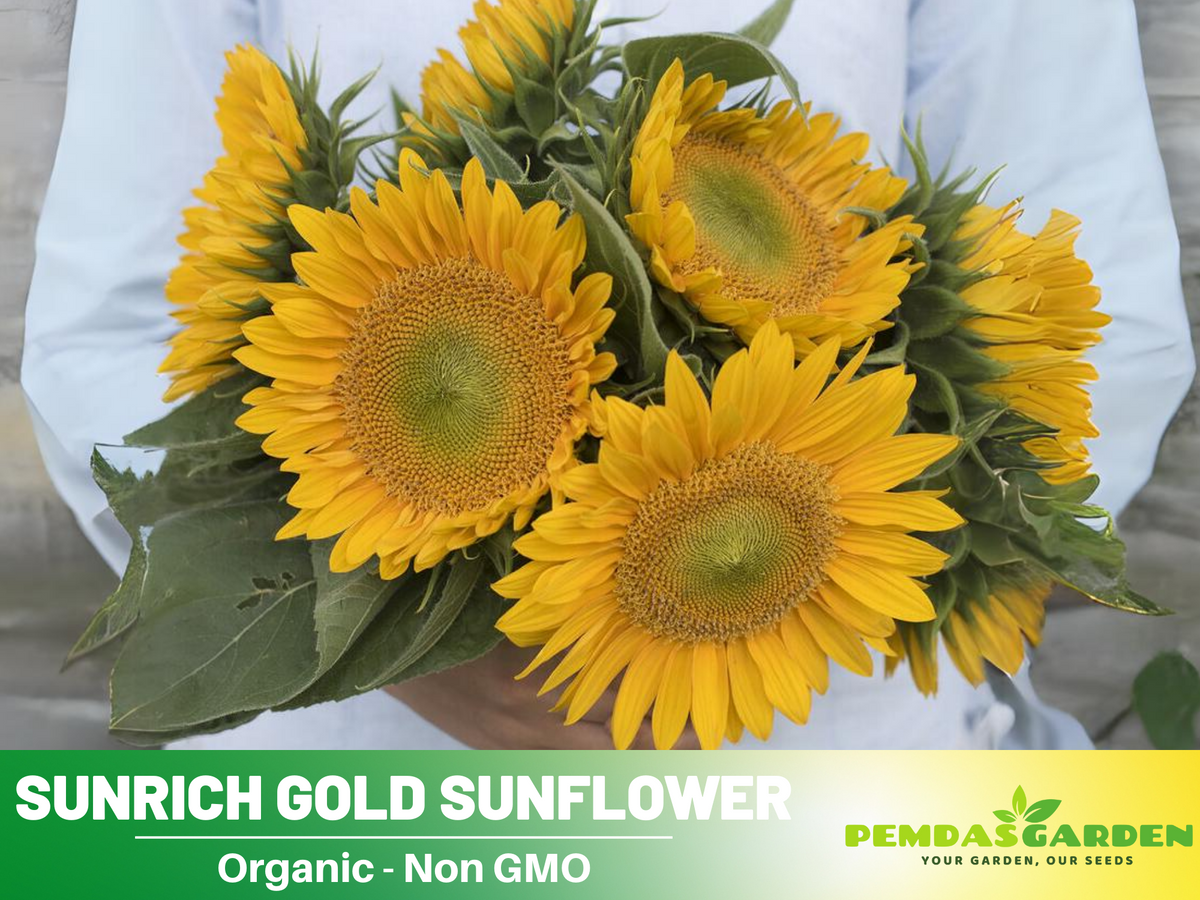 25+ Seeds| Sunrich Gold Sunflower Seed #E020