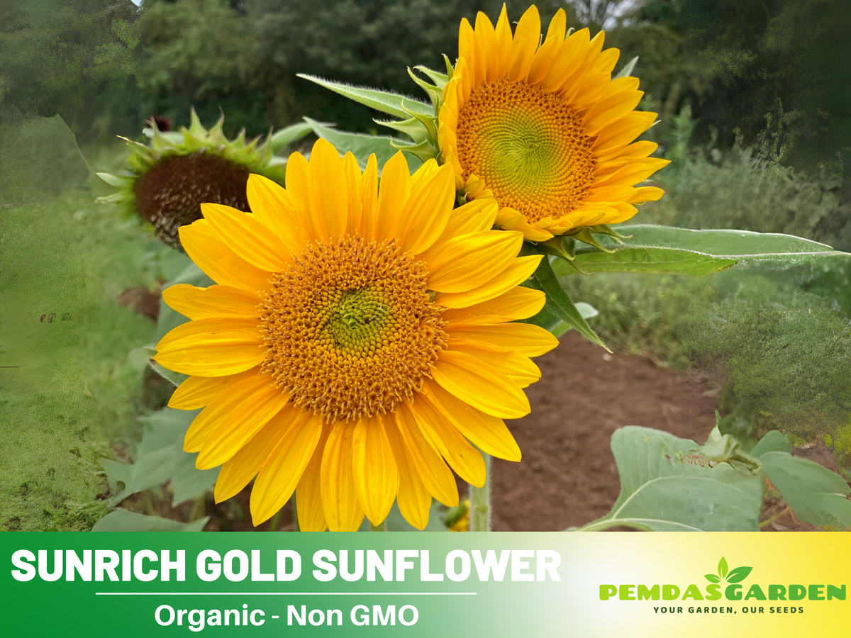 25+ Seeds| Sunrich Gold Sunflower Seed #E020