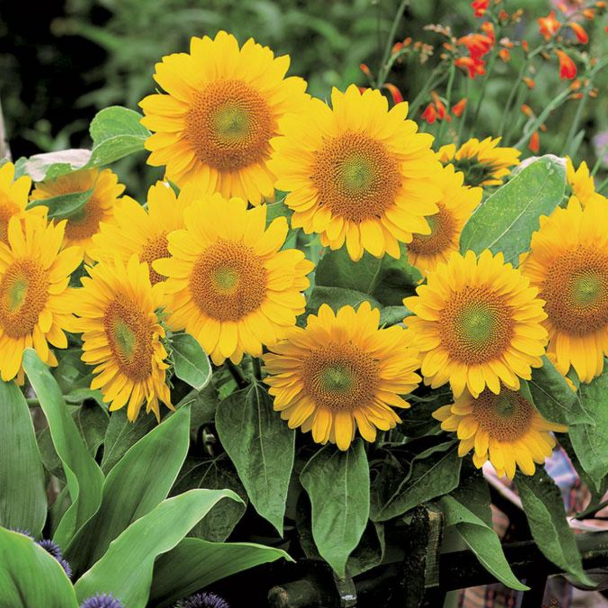 Sunrich Gold Sunflower Seeds - Attracts Bees & Butterflies, 25+ seeds