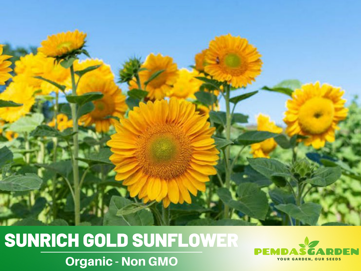 25+ Seeds| Sunrich Gold Sunflower Seed #E020