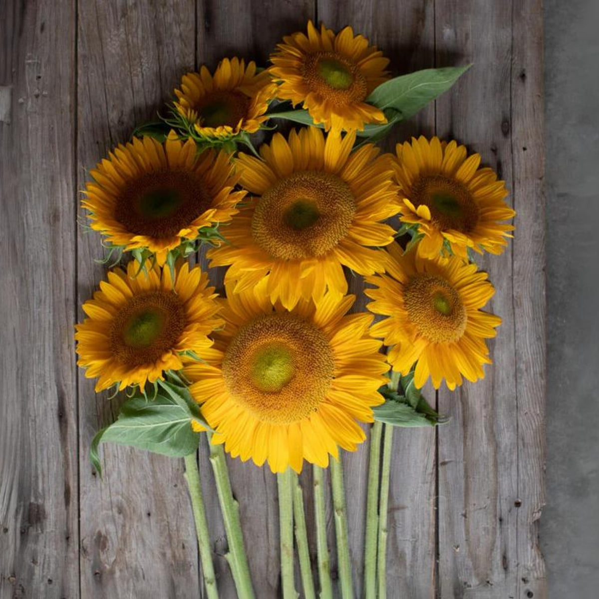 Sunrich Gold Sunflower Seeds - Attracts Bees & Butterflies, 25+ seeds