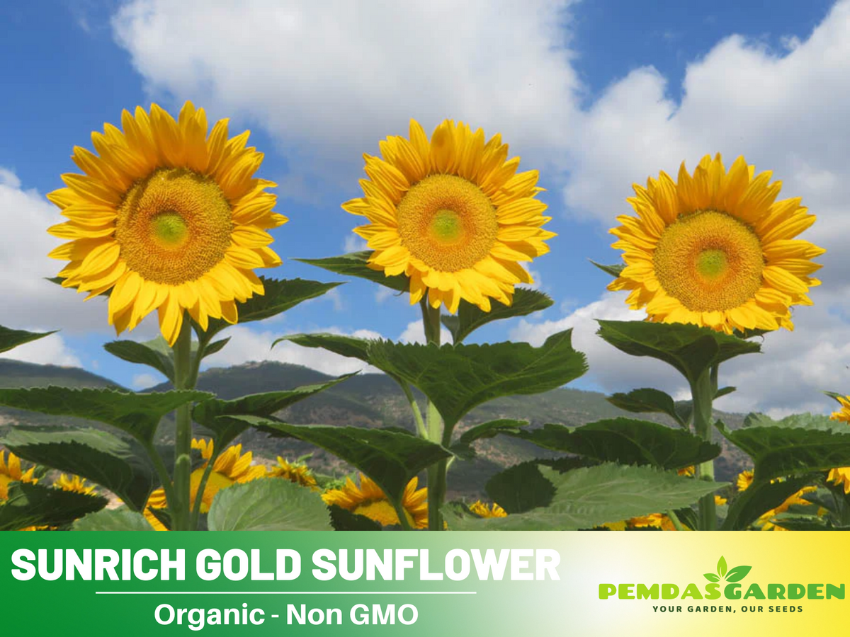 25+ Seeds| Sunrich Gold Sunflower Seed #E020