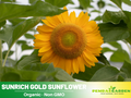 25+ Seeds| Sunrich Gold Sunflower Seeds - Helianthus Tall Giant and Dwarf Varieties for Garden Pollinator Friendly Easy to Grow, Fast growing, Attracts bees & butterflies #E020