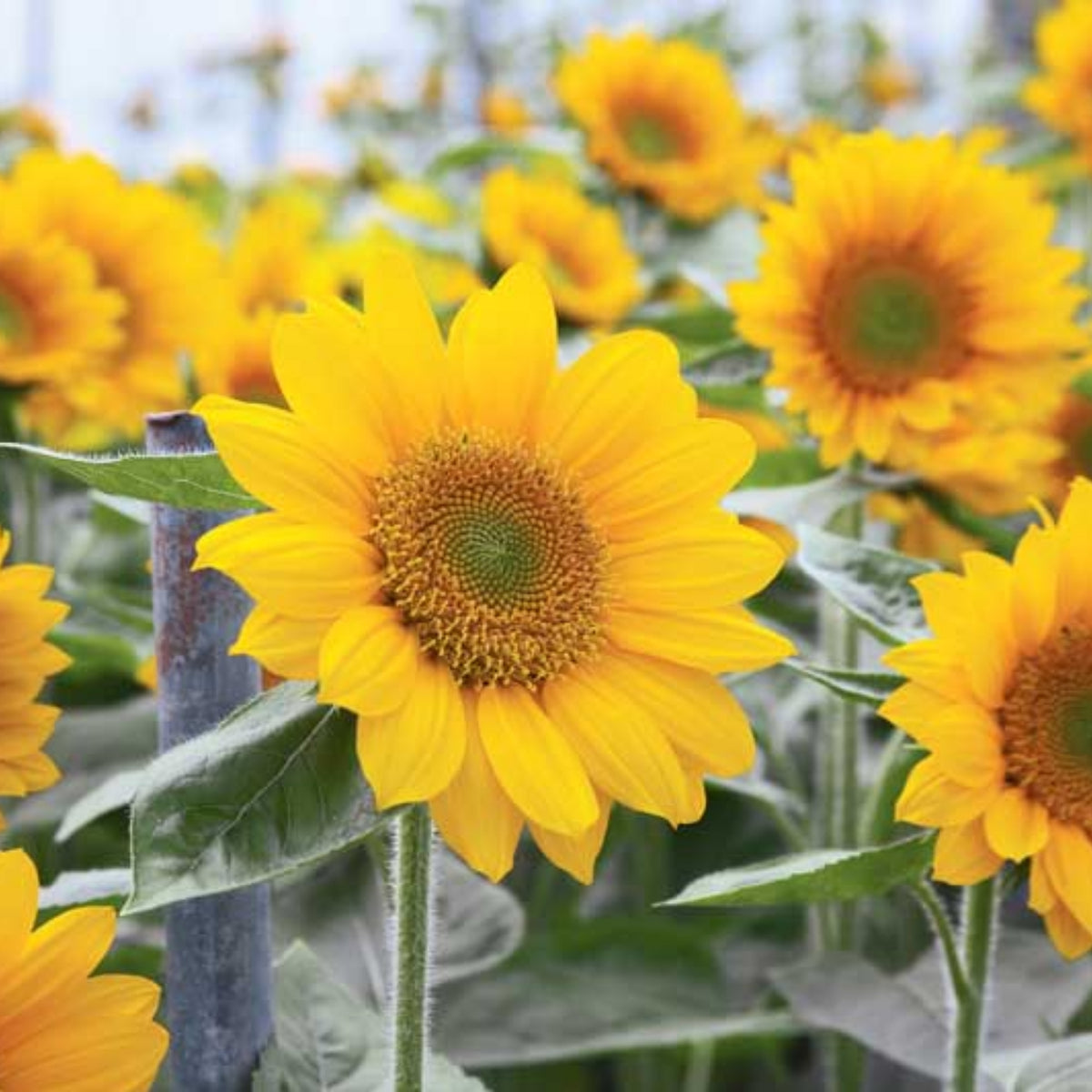 Sunrich Gold Sunflower Seeds - Attracts Bees & Butterflies, 25+ seeds