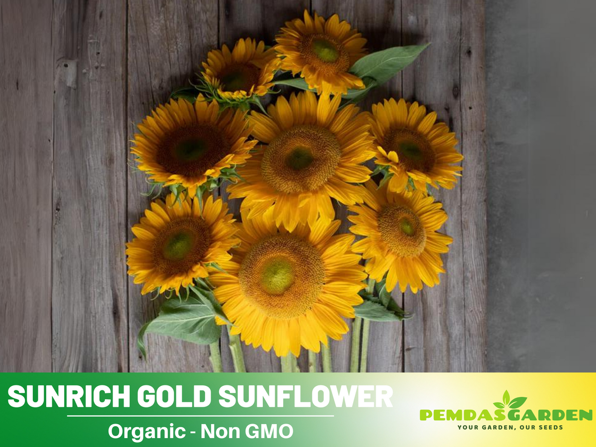 25+ Seeds| Sunrich Gold Sunflower Seed #E020