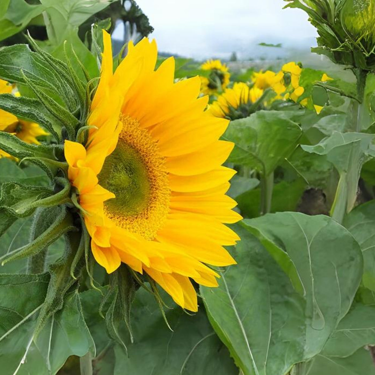 Sunrich Gold Sunflower Seeds - Attracts Bees & Butterflies, 25+ seeds