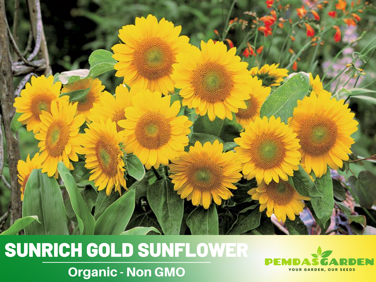 25+ Seeds| Sunrich Gold Sunflower Seed #E020