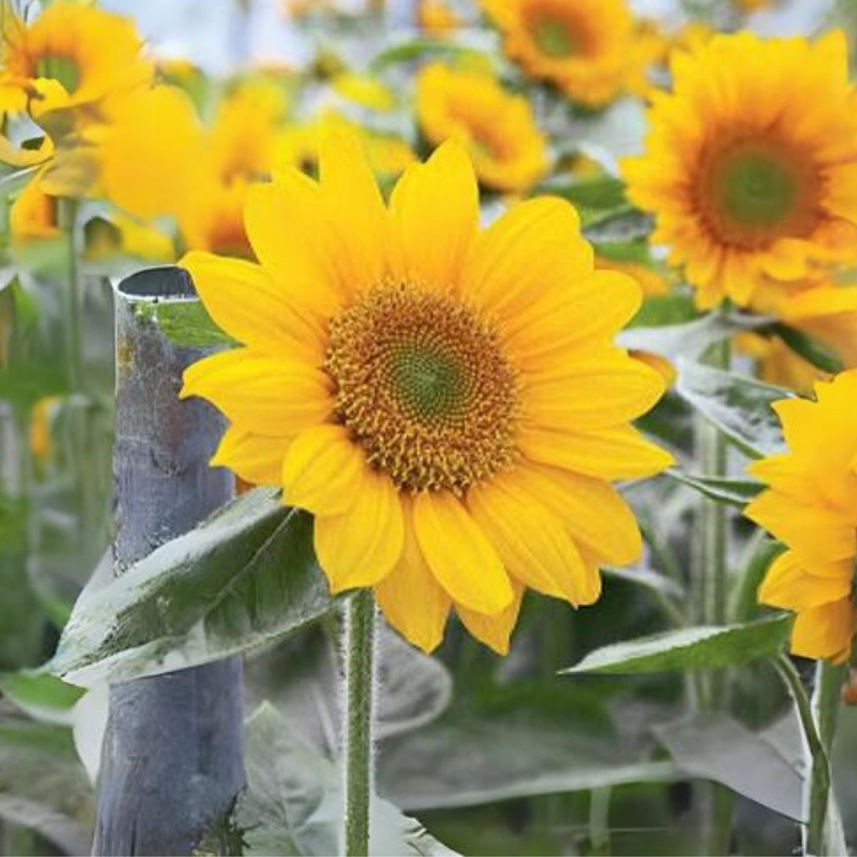 Sunrich Gold Sunflower Seeds - Attracts Bees & Butterflies, 25+ seeds