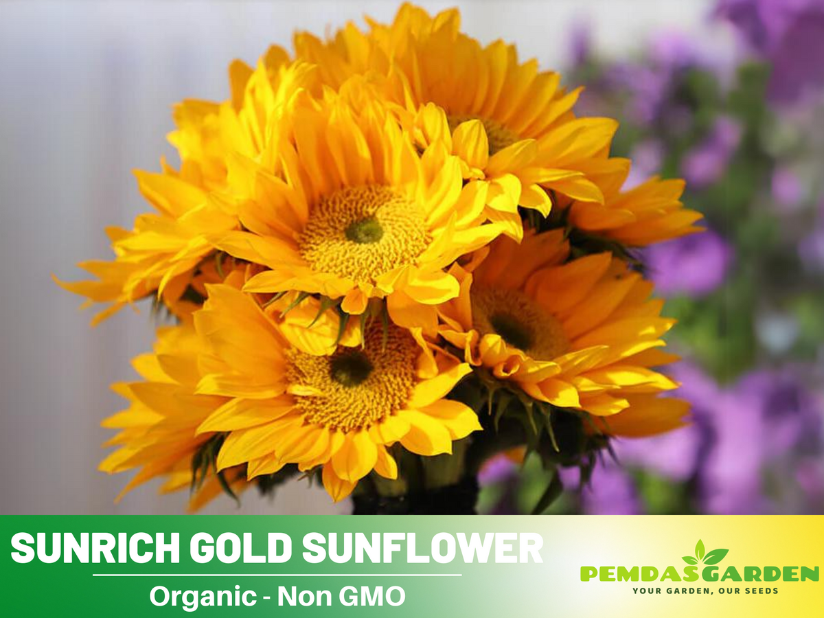 25+ Seeds| Sunrich Gold Sunflower Seed #E020