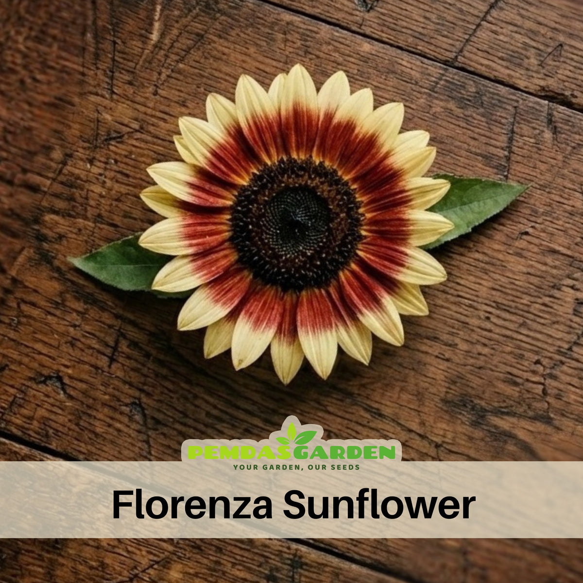 Florenza Sunflower Seeds - Attracts Bees & Butterflies, 25+ seeds