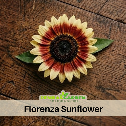 Florenza Sunflower Seeds - Attracts Bees & Butterflies, 25+ seeds