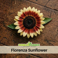 25+ Seeds| Florenza Sunflower Seeds - Helianthus Tall Giant and Dwarf Varieties for Garden Pollinator Friendly Easy to Grow, Fast growing, Attracts bees & butterflies #E021