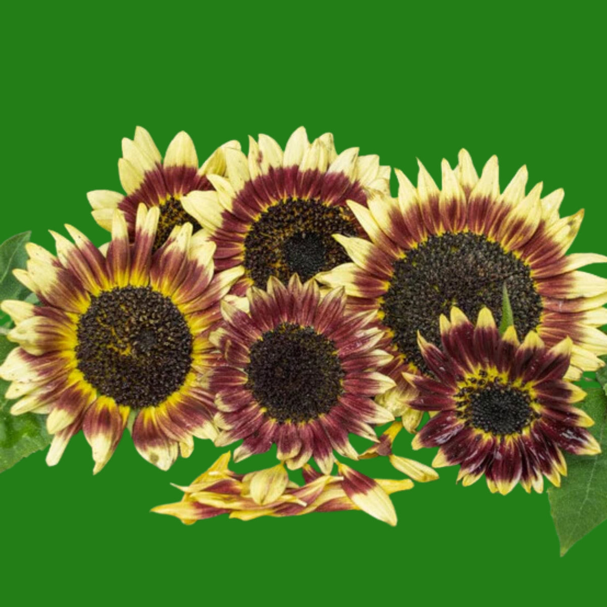 Florenza Sunflower Seeds - Attracts Bees & Butterflies, 25+ seeds