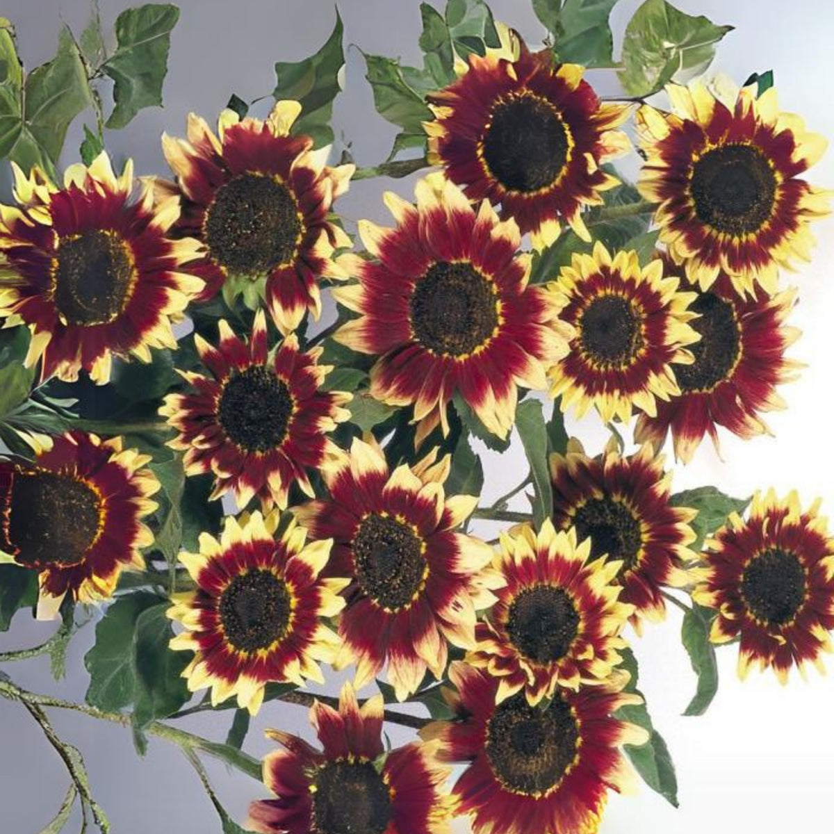 Florenza Sunflower Seeds - Attracts Bees & Butterflies, 25+ seeds